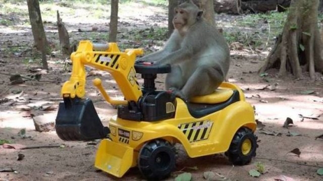 funnyanimals4_015