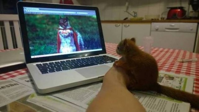 funnyanimals4_016
