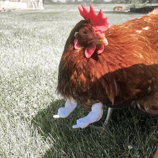 funnyanimals4_017