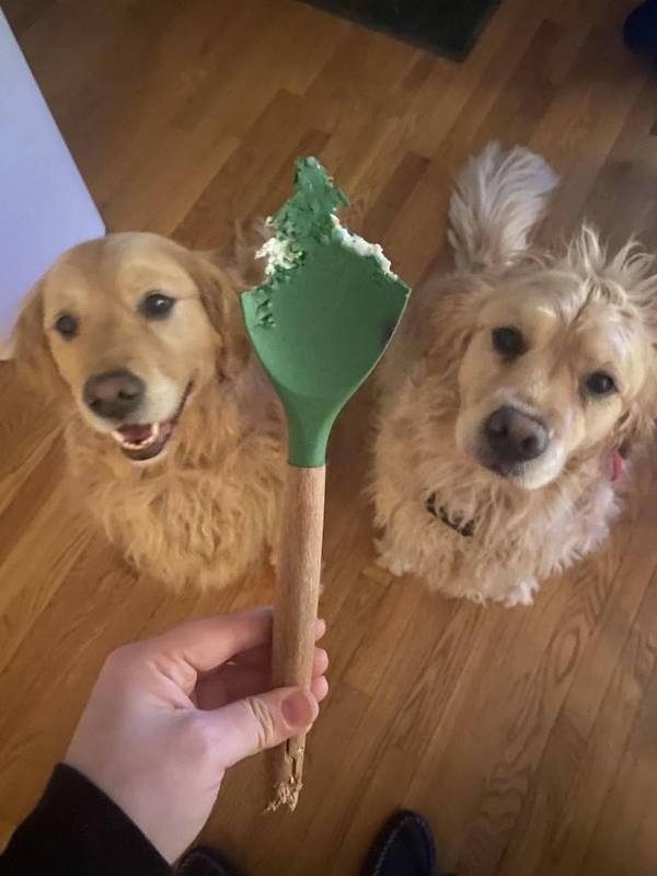 funnyanimals4_019