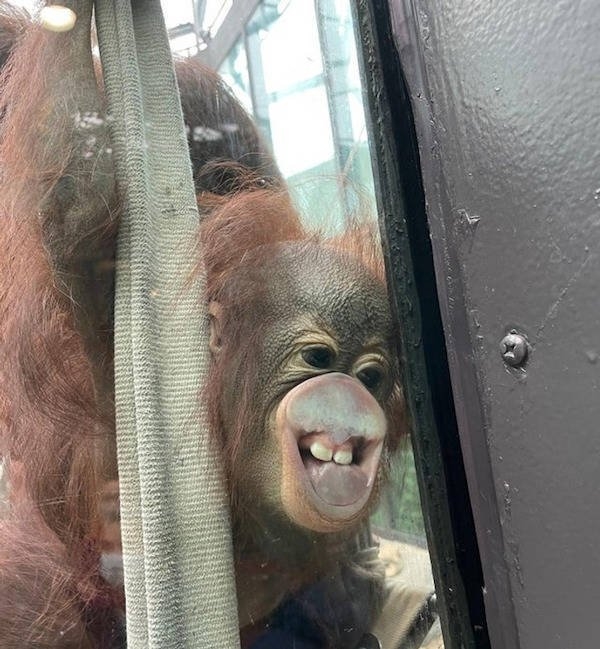 funnyanimals4_020