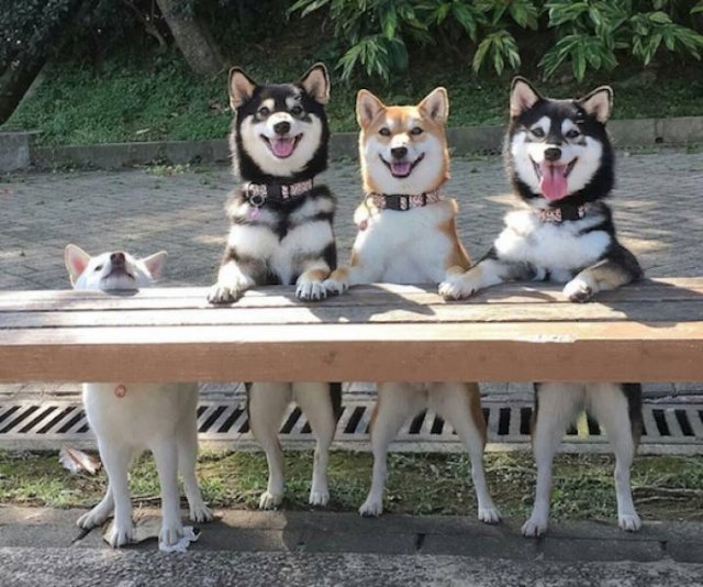 funnyanimals4_021