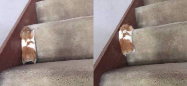 funnyanimals4_023