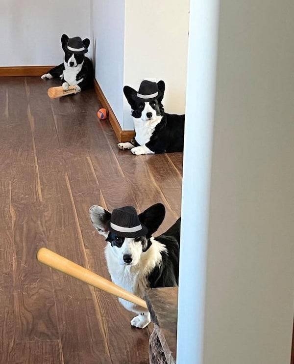funnyanimals4_024