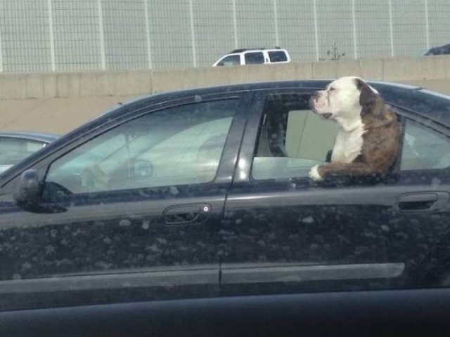 funnyanimals4_027