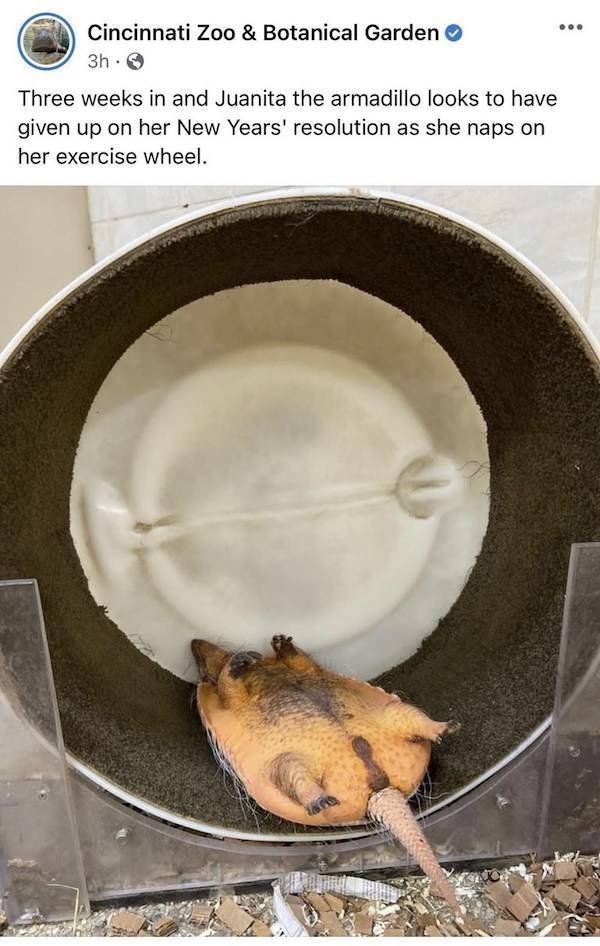 funnyanimals4_029