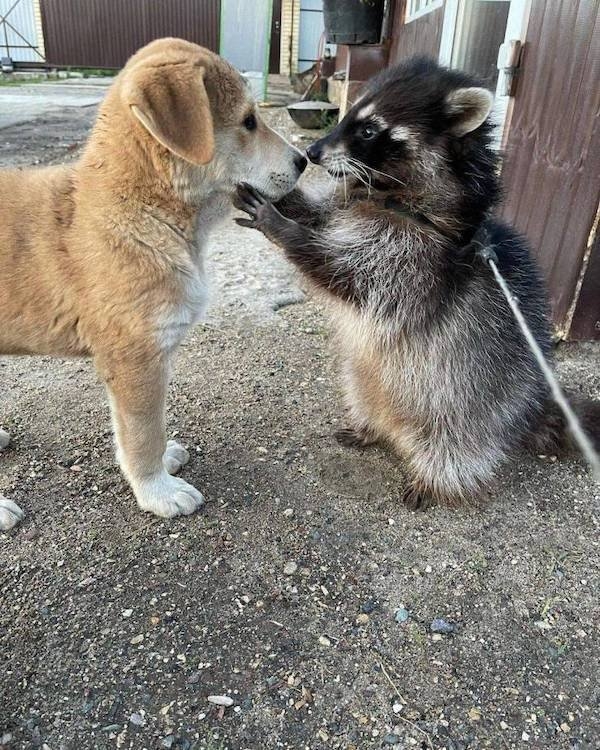 funnyanimals4_030