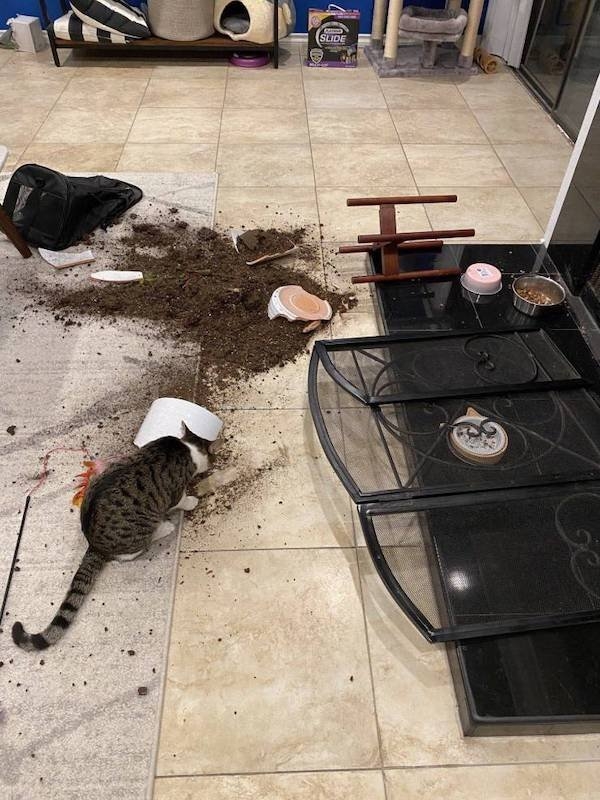 funnyanimals4_031