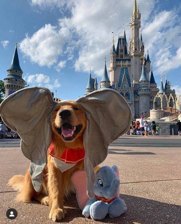 funnyanimals4_032