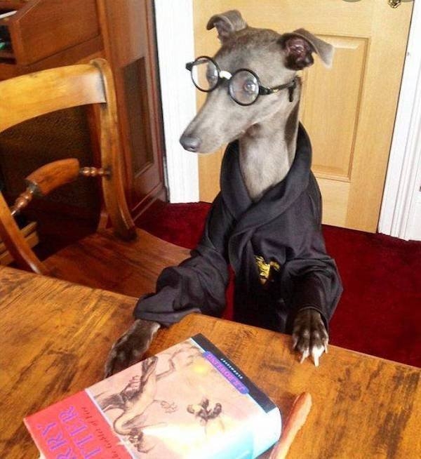 funnyanimals4_033