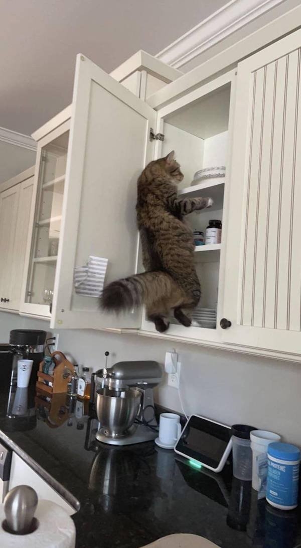 funnyanimals4_037