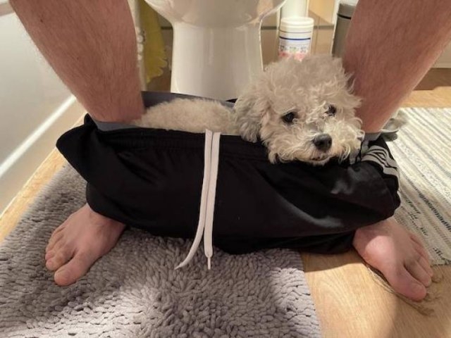 funnyanimals4_038