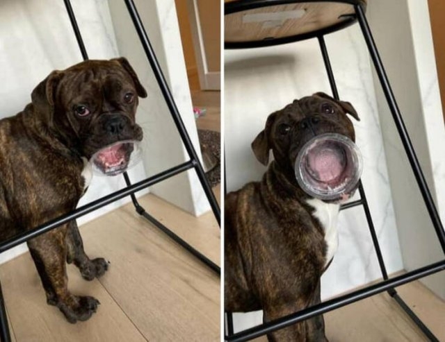 funnyanimals4_040