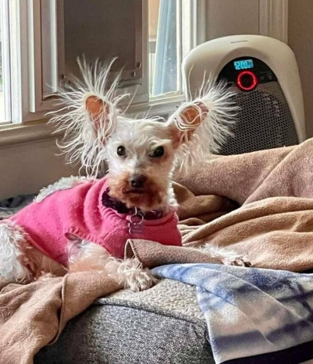 funnyanimals5_001