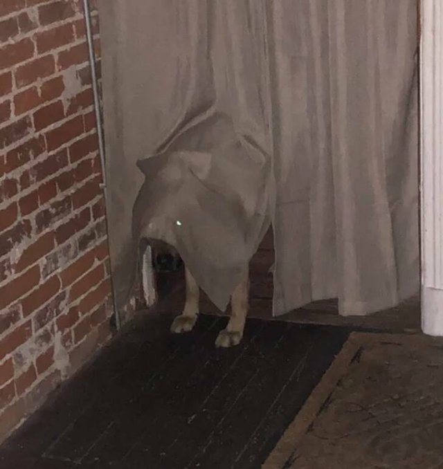 funnyanimals5_002