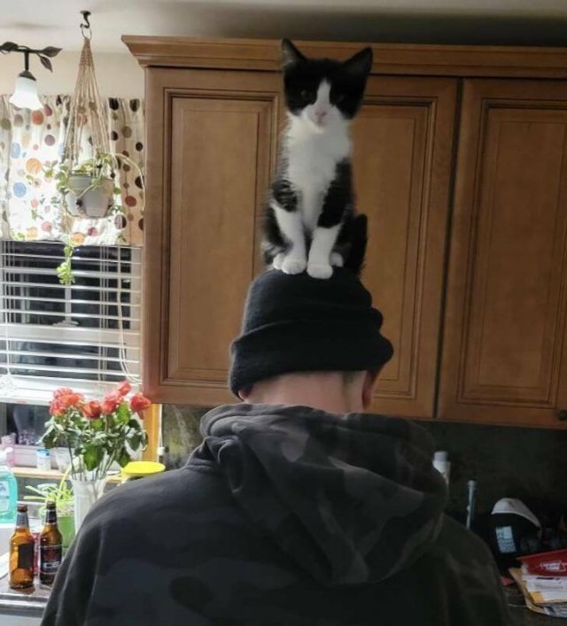 funnyanimals5_003