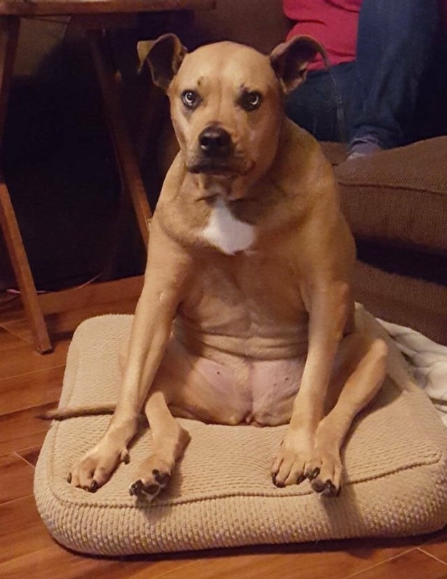 funnyanimals5_004