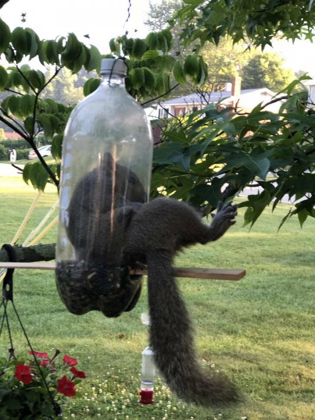 funnyanimals5_005