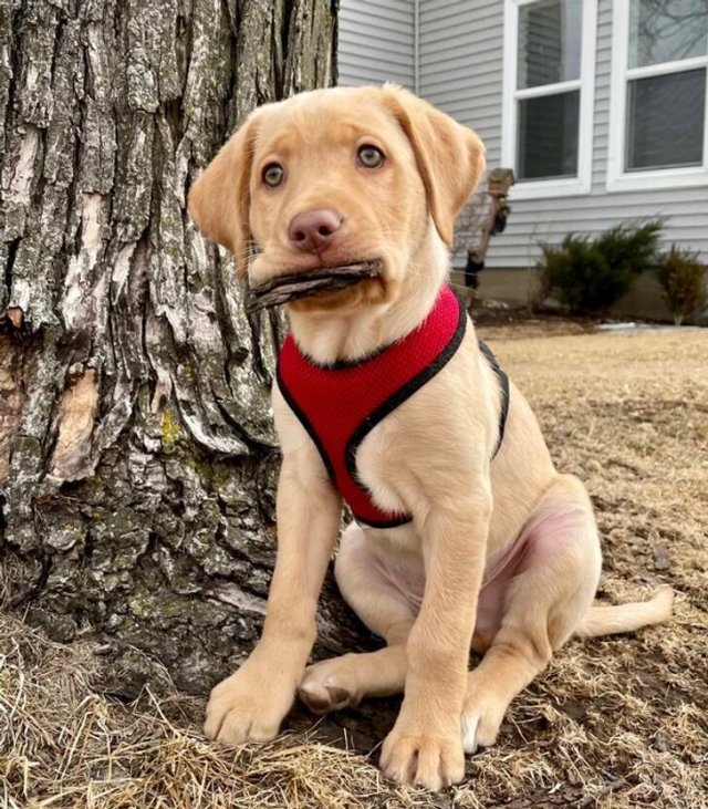 funnyanimals5_006