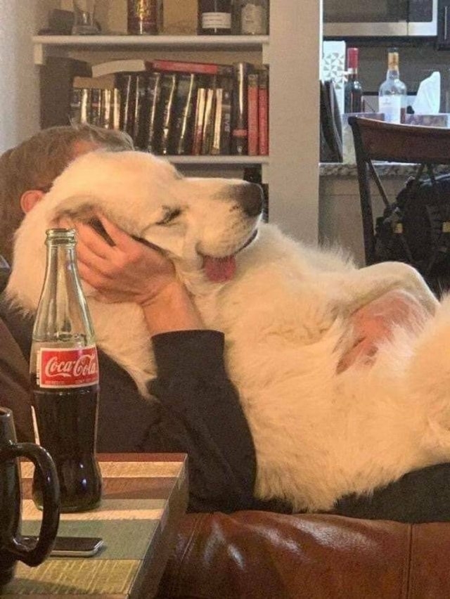 funnyanimals5_007