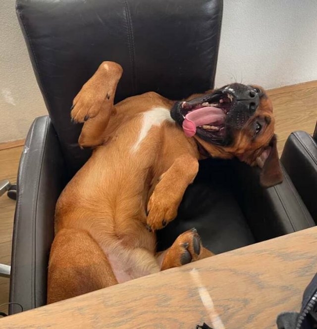 funnyanimals5_008