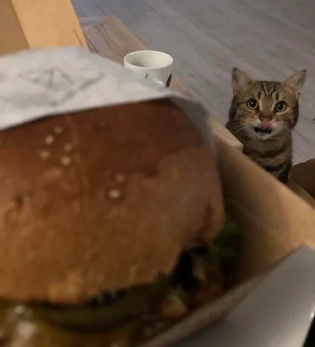funnyanimals5_009