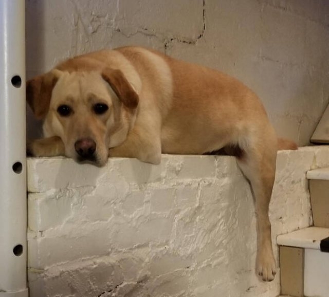funnyanimals5_010