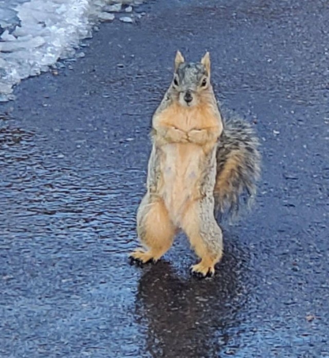 funnyanimals5_011