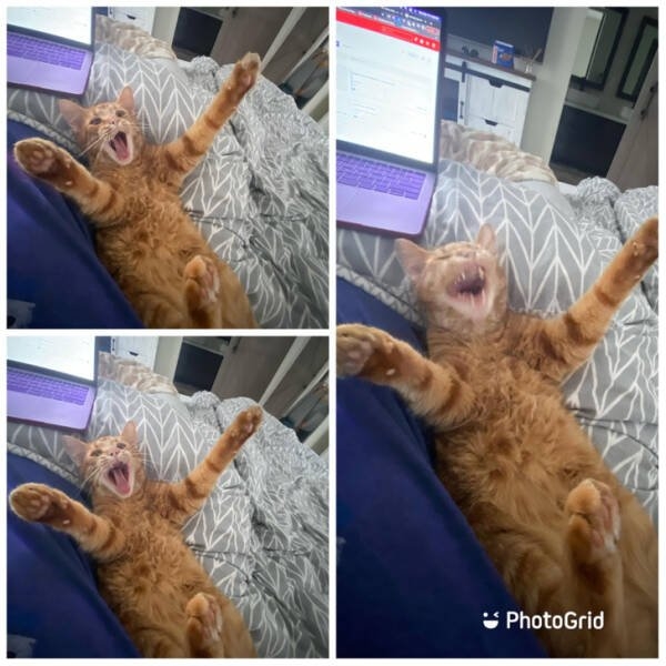 funnyanimals5_012