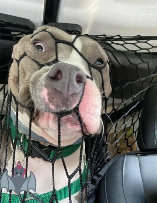 funnyanimals5_014
