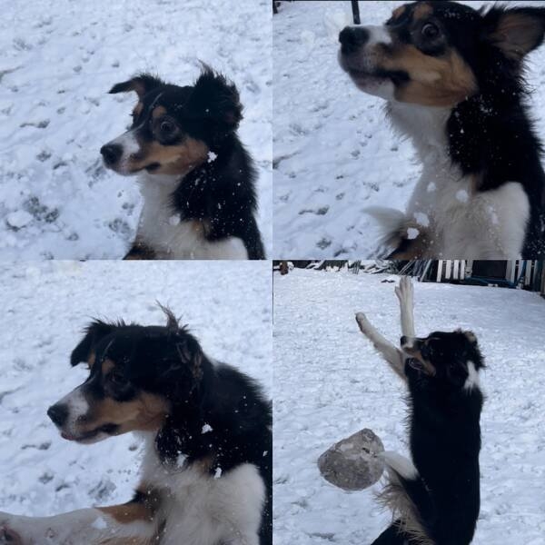 funnyanimals5_015