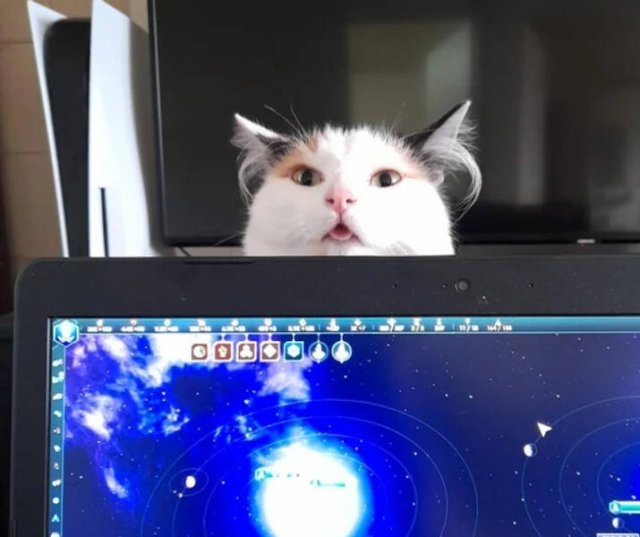 funnyanimals5_016