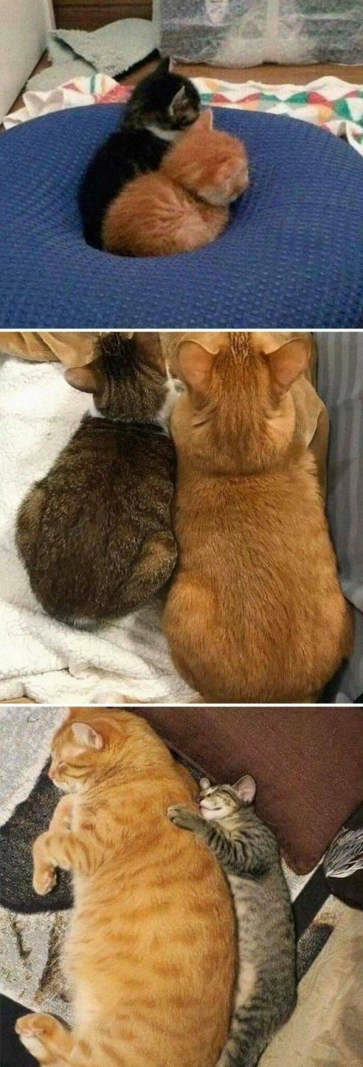 funnyanimals5_017