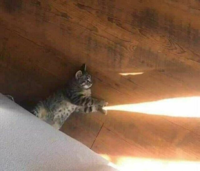 funnyanimals5_018