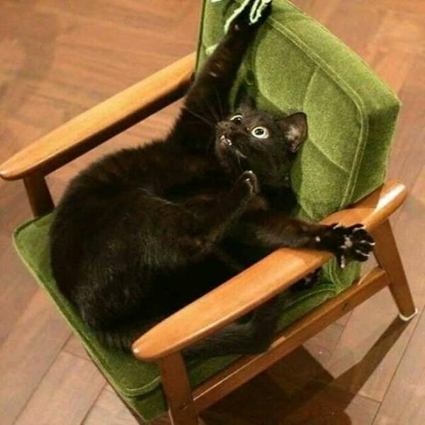 funnyanimals5_019