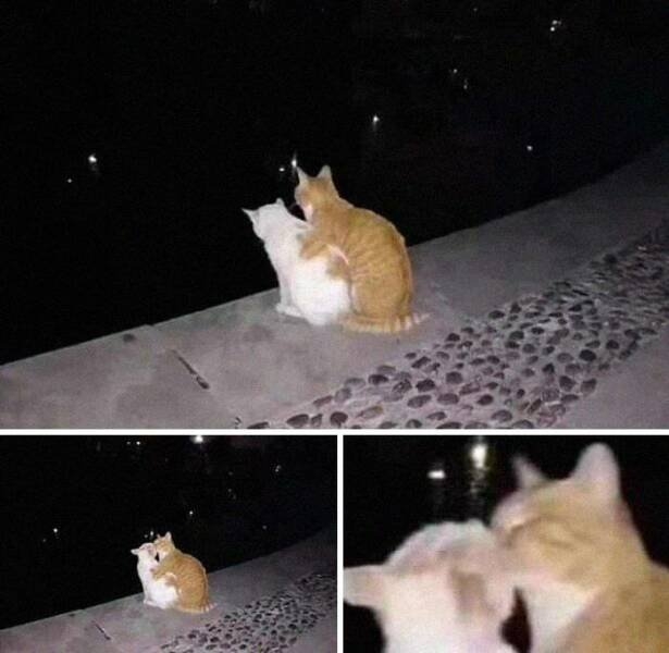 funnyanimals5_020