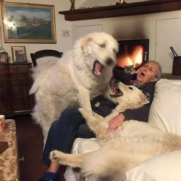 funnyanimals5_022