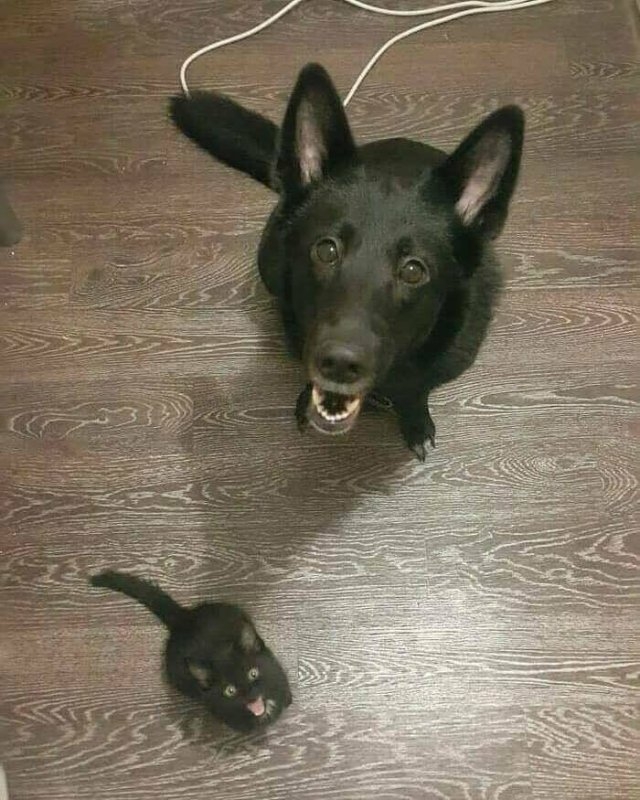 funnyanimals5_023