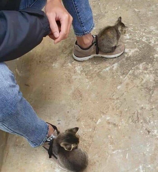 funnyanimals5_024