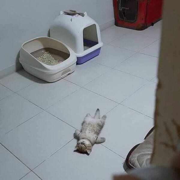 funnyanimals5_025