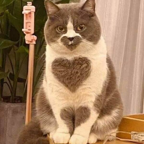 funnyanimals5_026