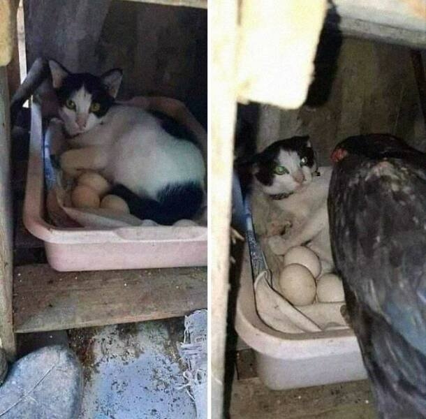 funnyanimals5_027