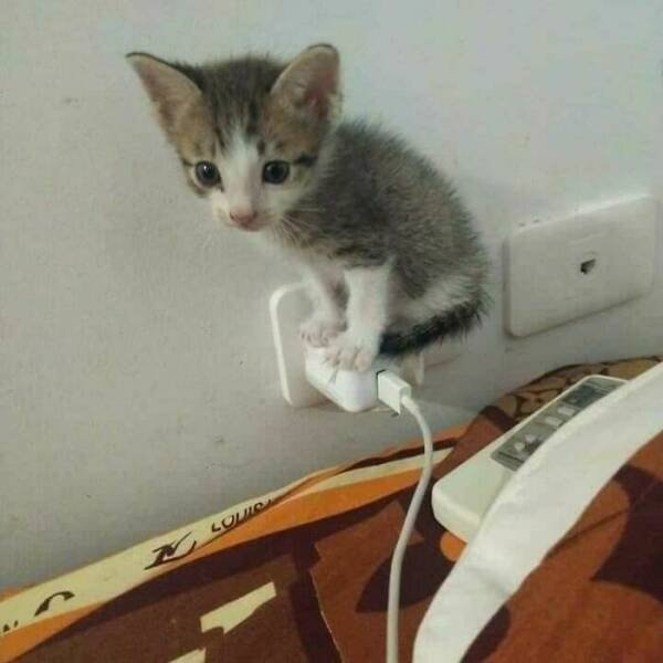 funnyanimals5_028