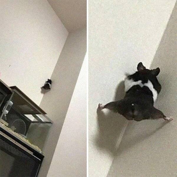 funnyanimals5_029