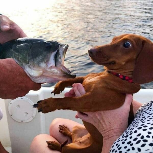 funnyanimals5_030