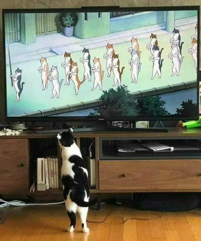 funnyanimals5_031