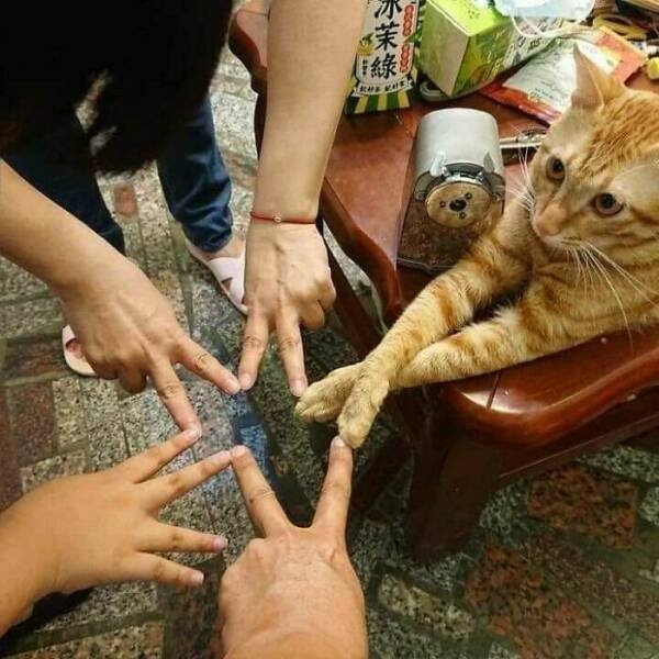 funnyanimals5_032