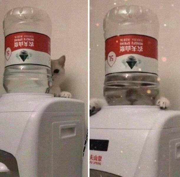 funnyanimals5_033