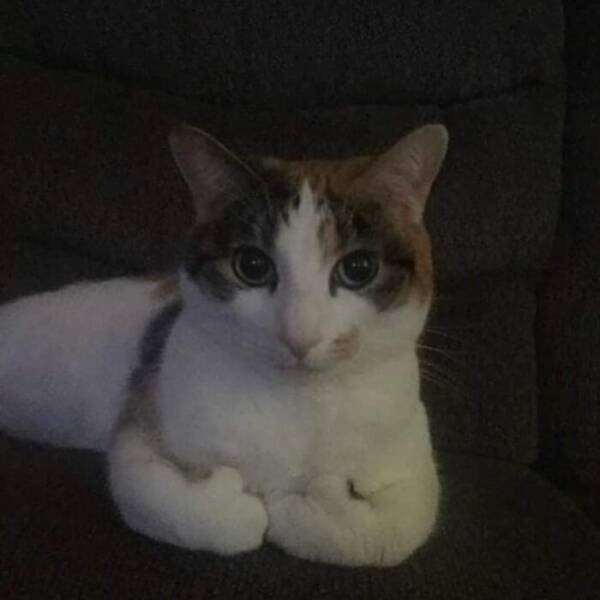 funnyanimals5_037
