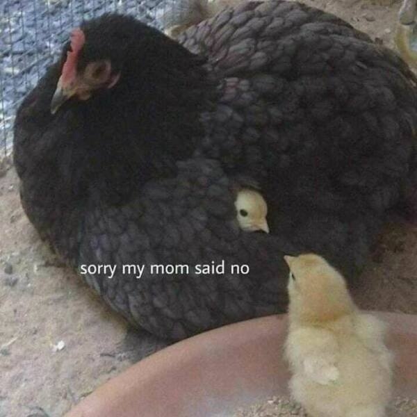 funnyanimals5_038